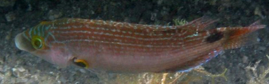 Symphodus mediterraneus_0003